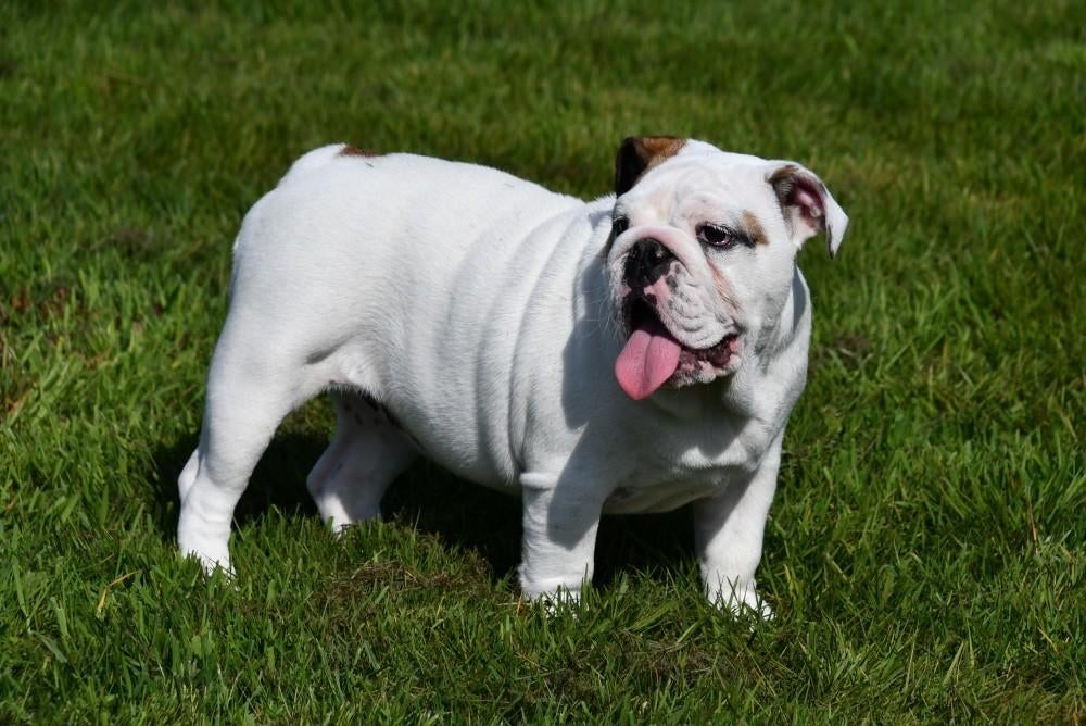 Engelse Bulldog pups te koop, 15 weken tot 1 jaar, Buitenland, Teef, Meerdere