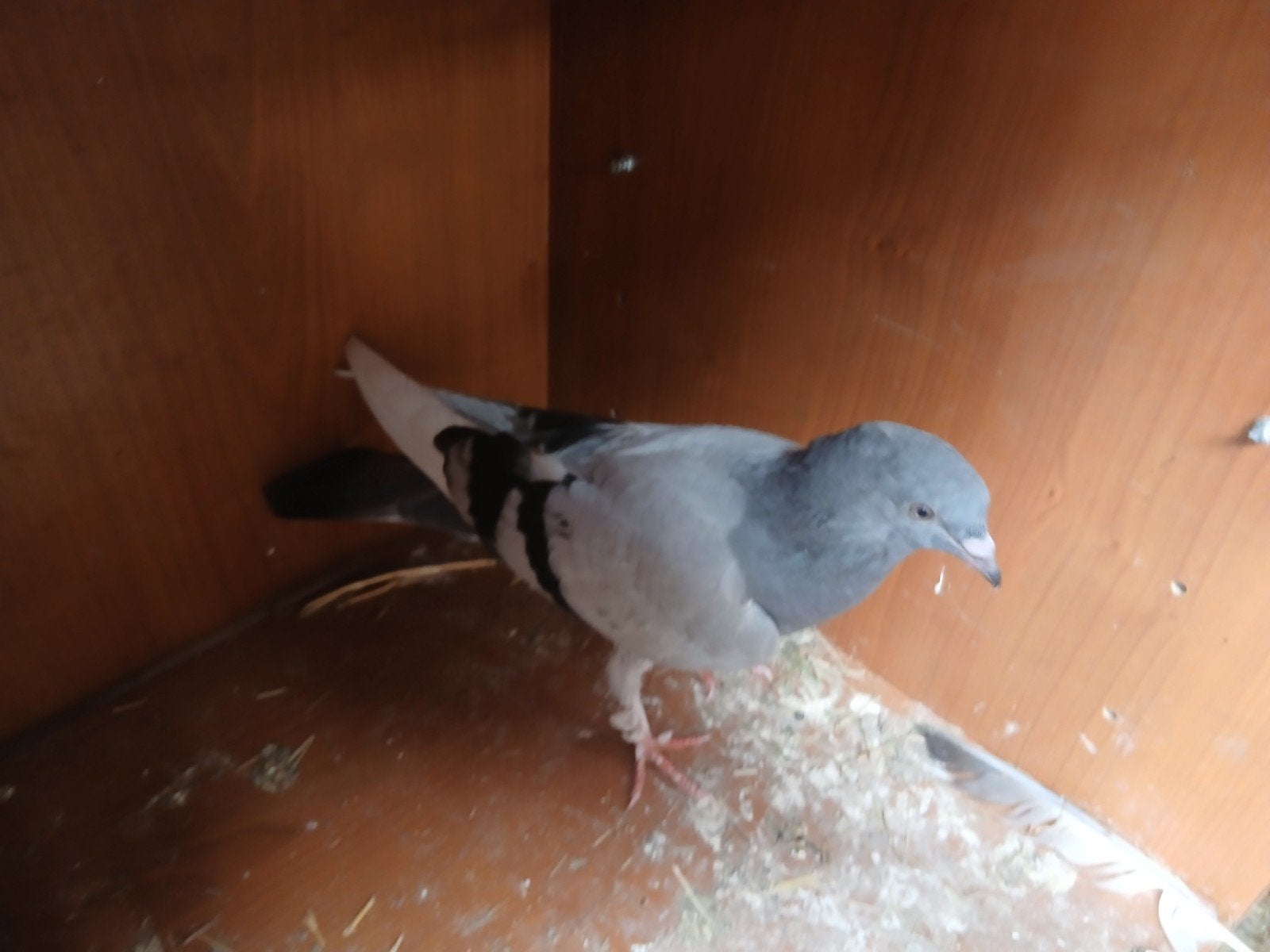 Pigeons Takla, Plusieurs animaux, Pigeon culbutant ou Roller