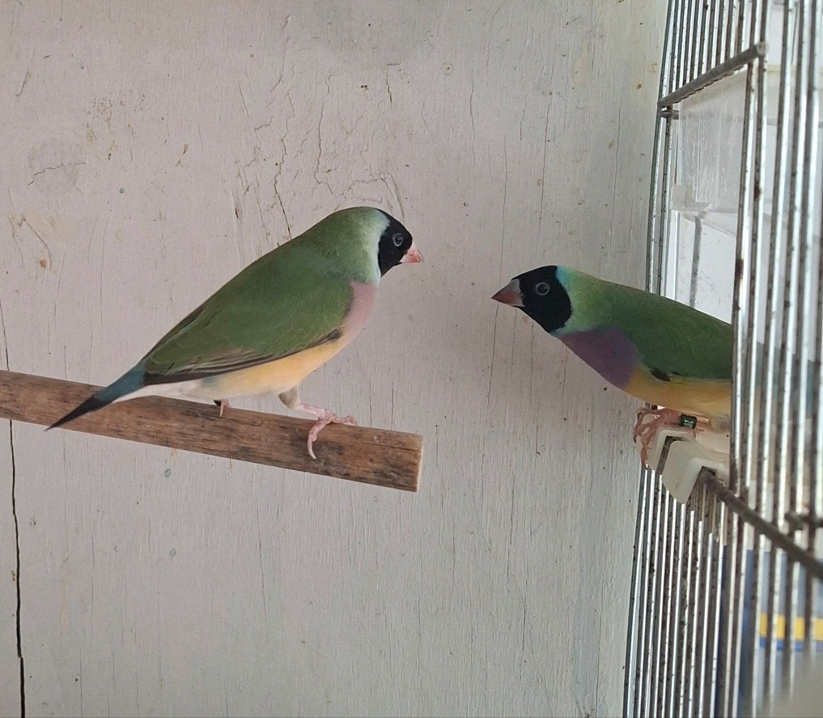 vrouwelijke Gouldamadines
2 vrouwelijke Gouldamadines te koo, Dieren en Toebehoren, Vogels | Overige Vogels, Geringd