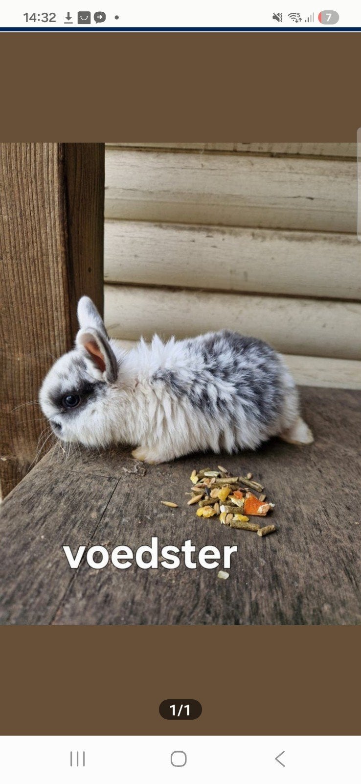 Ndh voedster, Dieren en Toebehoren, Konijnen, Vrouwelijk, Dwerg, Hangoor, 0 tot 2 jaar