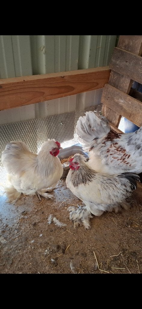 Engels haanjes, Dieren en Toebehoren, April, Mannelijk