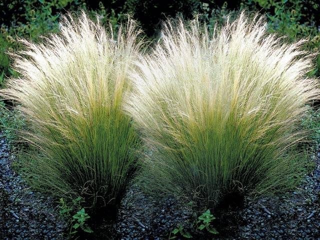 3 X PONYTAILS  of stipa teunisma    in pot, Tuin en Terras, Ophalen, Vaste plant