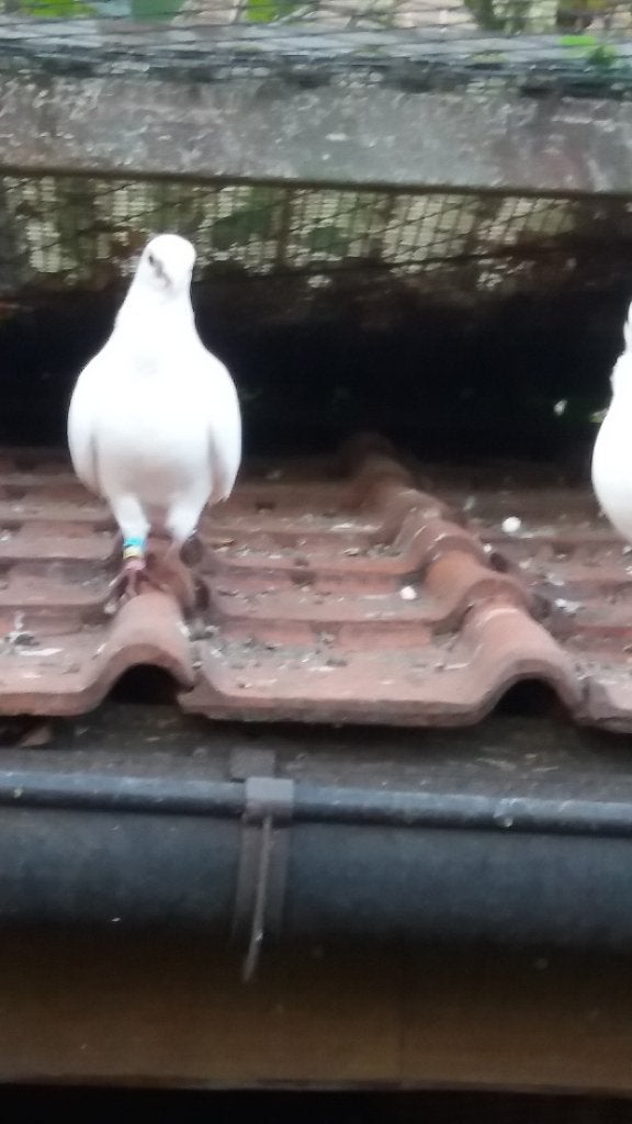 sierduiven  Figurita duifjes, Dieren en Toebehoren, Meerdere dieren