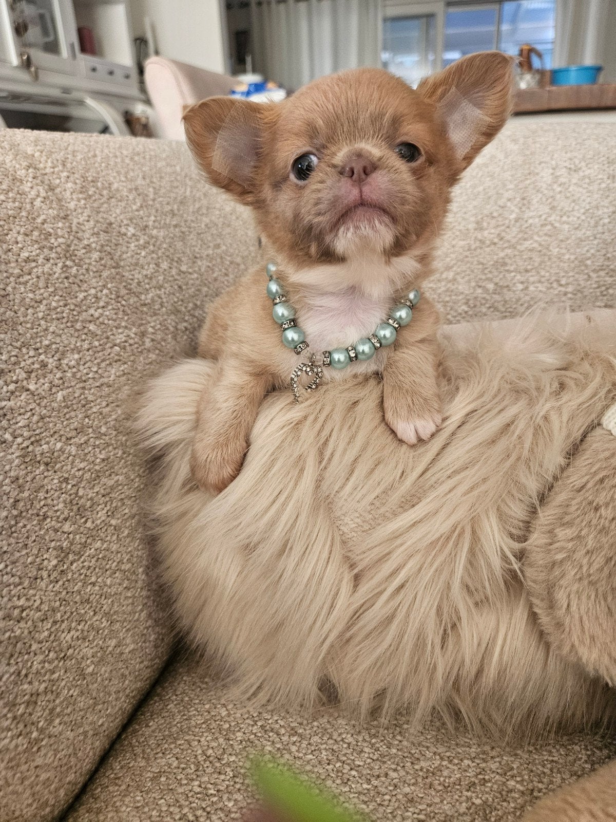 Chihuahua, Chien (mâle), Belgique, 8 à 15 semaines, Éleveur | Loisir