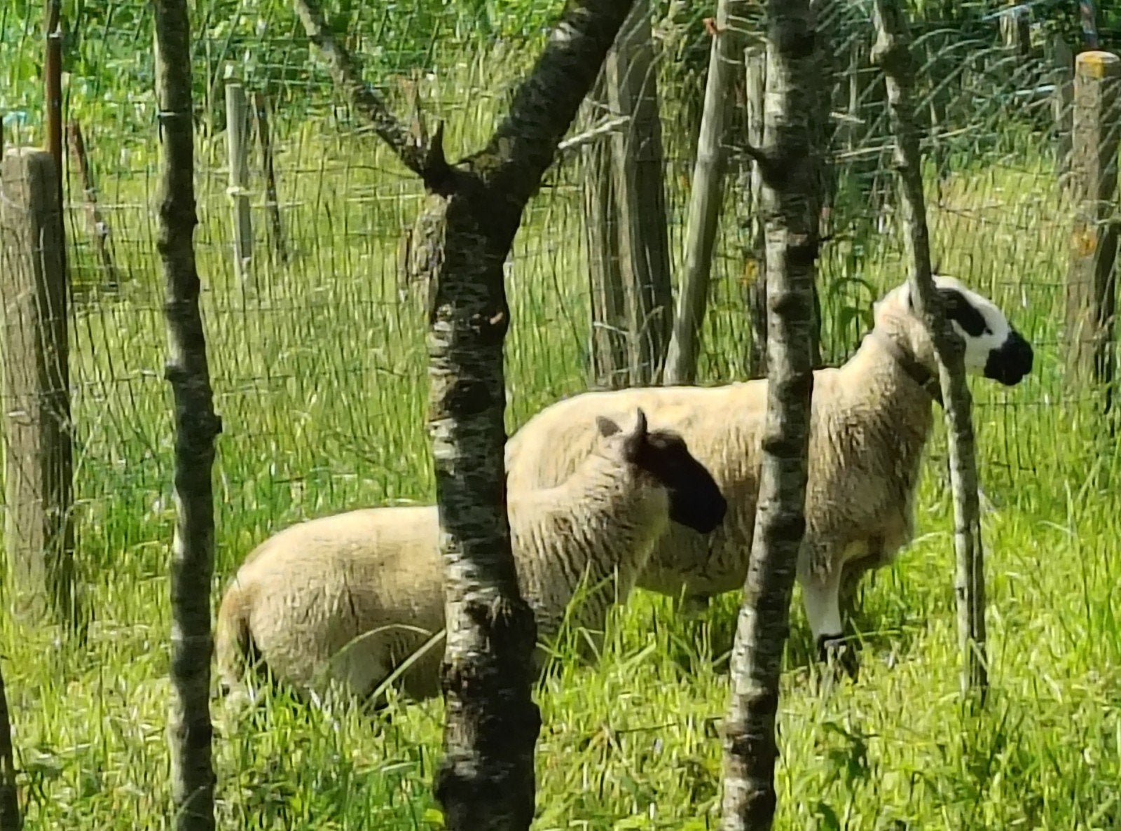 2x  ram lam, Animaux & Accessoires