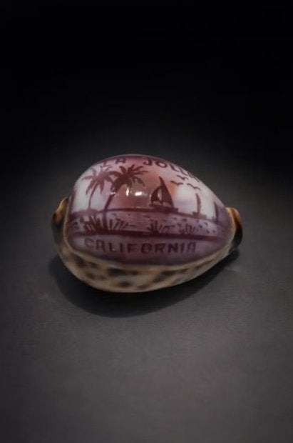 Coquillage, souvenir touristique de la Jolla en Californie., Enlèvement, Coquillage(s)