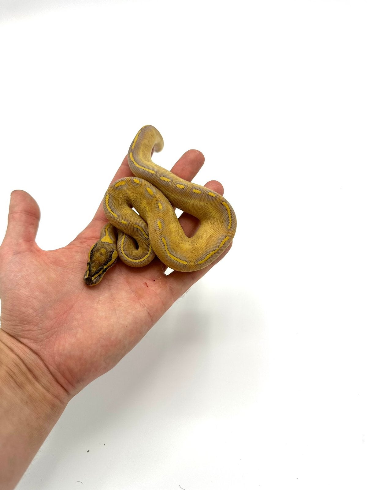 Diverse Python regius - koningspythons Ball Python photo 4