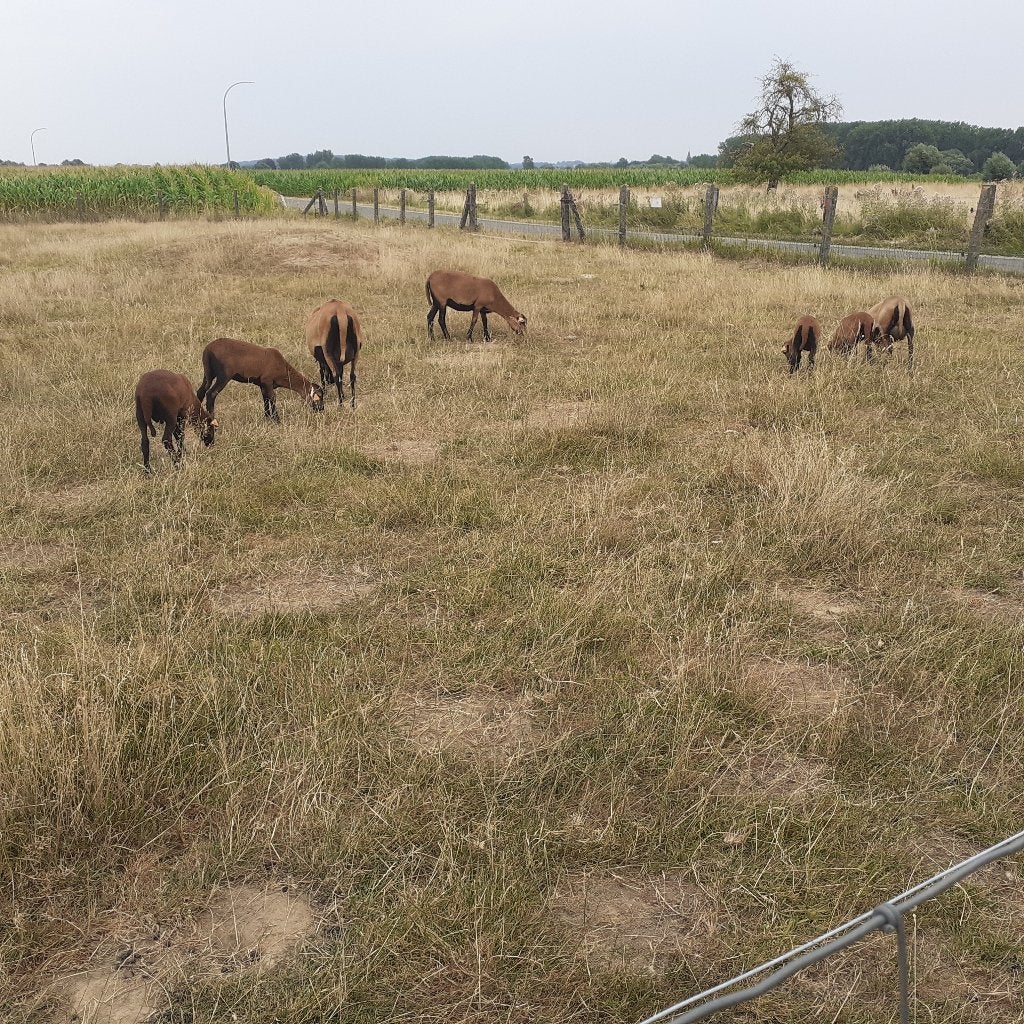 Jeunes moutons avec 1 ou 2 agneaux, livraison possible., Mouton