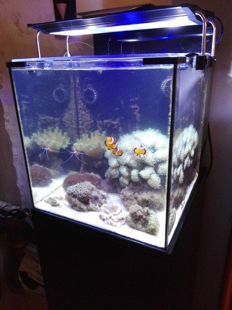 aquarium, Dieren en Toebehoren, Vissen | Aquaria en Toebehoren, Gebruikt, Leeg aquarium, Inclusief deksel, Inclusief toebehoren