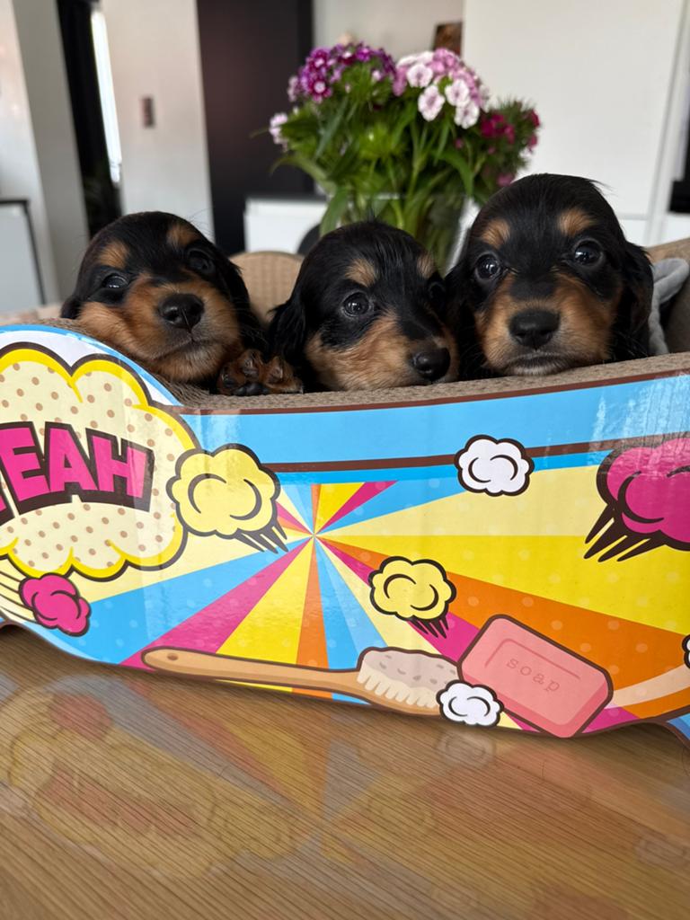 Teckel pups langhaar dwerg, Belgique, 8 à 15 semaines, Poils longs, Plusieurs
