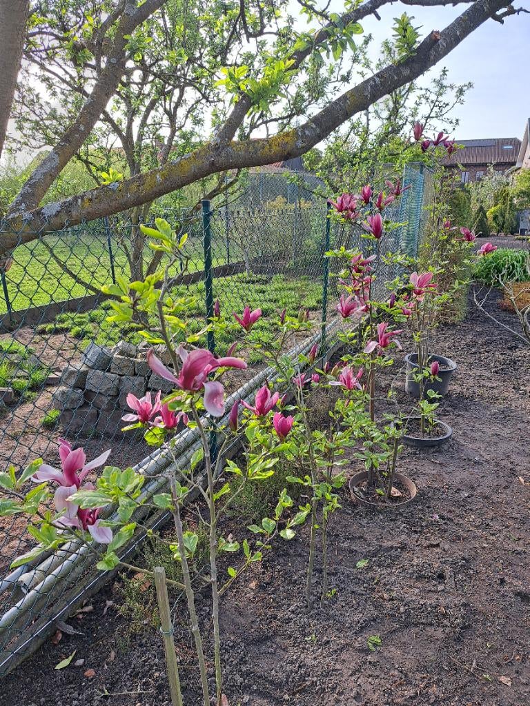 Magnolia, Ophalen, In pot