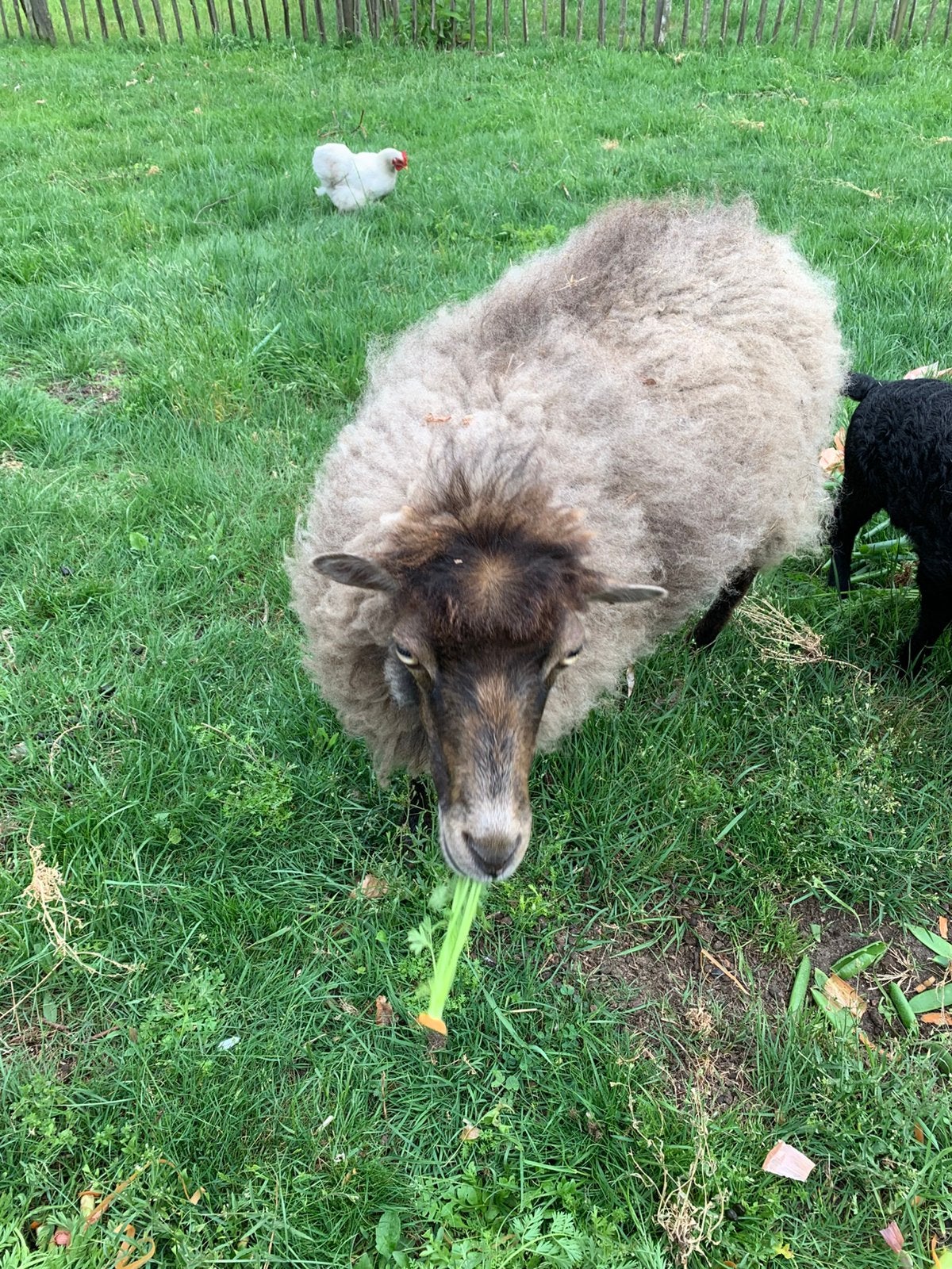 Ouessant ooi met ooilam, Dieren en Toebehoren, Schapen, Geiten en Varkens, Vrouwelijk