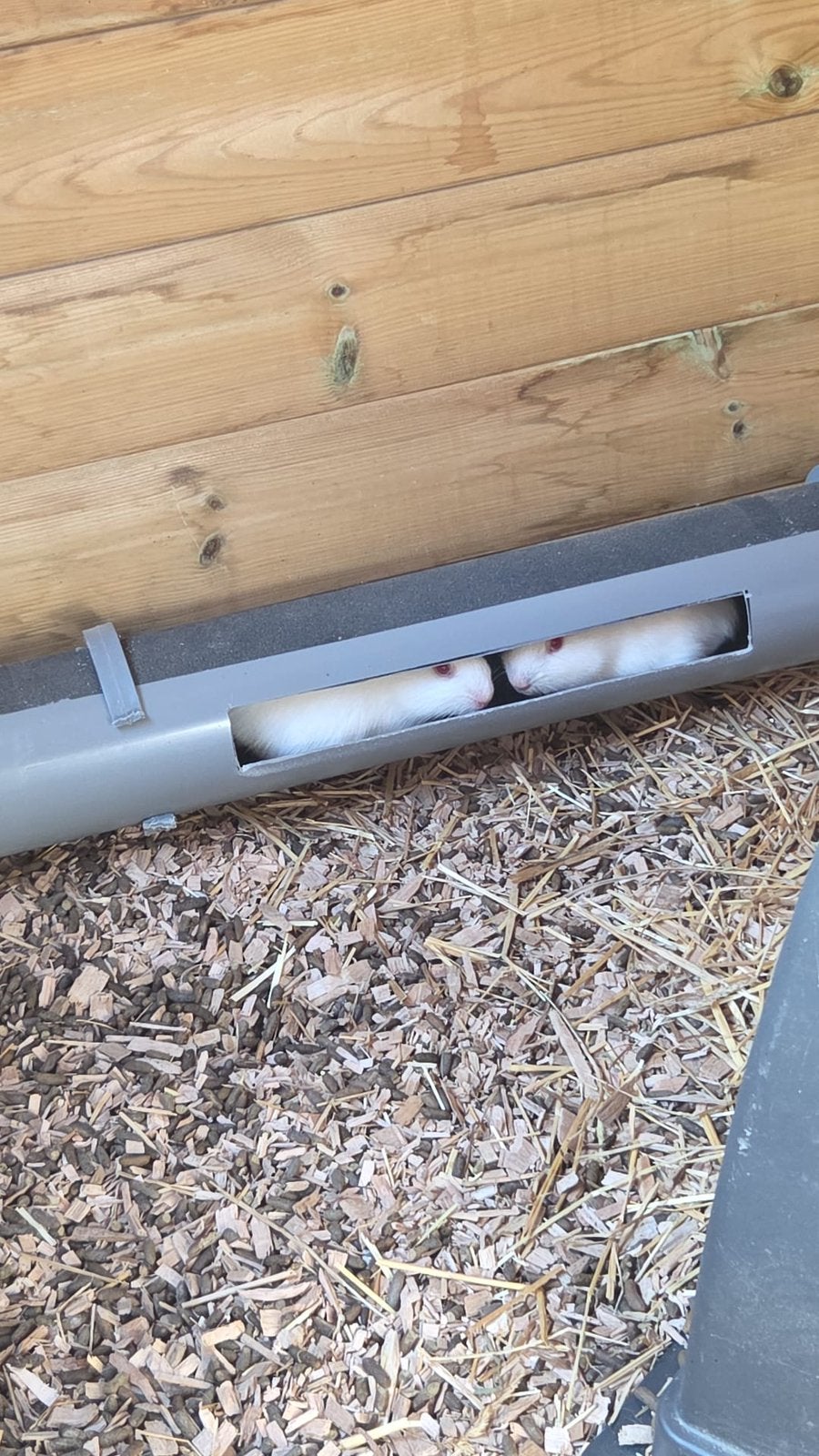 2 mooie witte cavias    Z, Dieren en Toebehoren, Knaagdieren, Cavia, Mei, Meerdere dieren, Tam