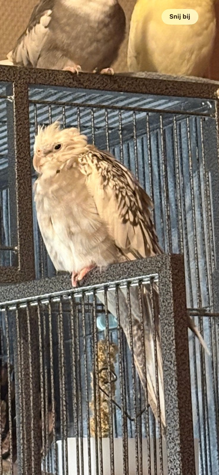 VERMIST / PERDU: Valkparkiet "Kel Kız" in Schaerbeek (1030)