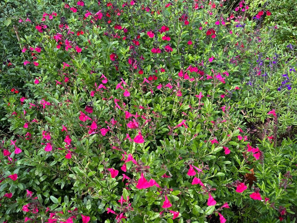 Salvia’s uit privécollectie, Tuin en Terras, Volle zon, Vaste plant, Zomer, Ophalen