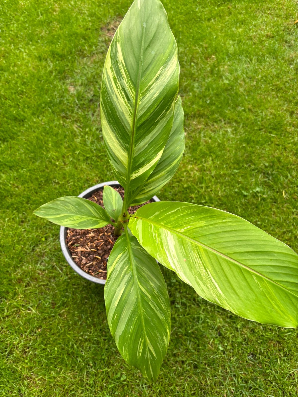 Musa basjoo variegata, Maison & Meubles, Plantes d'intérieur, Enlèvement, Autres espèces