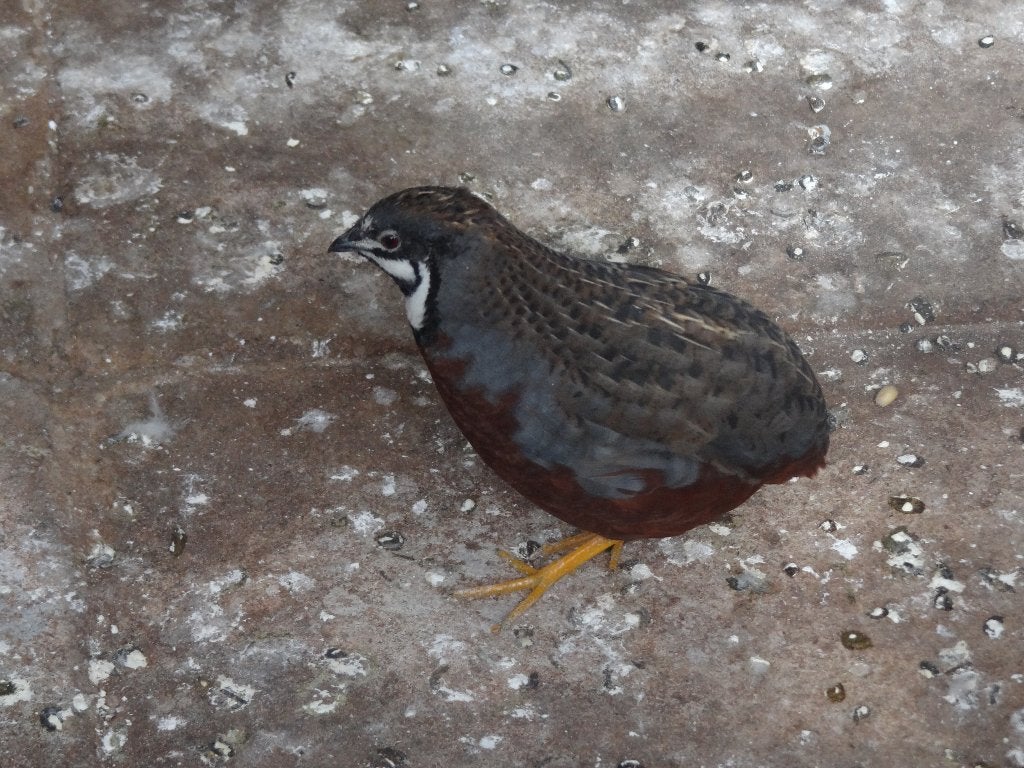 Kwartel man, Dieren en Toebehoren, Pluimvee, Mannelijk