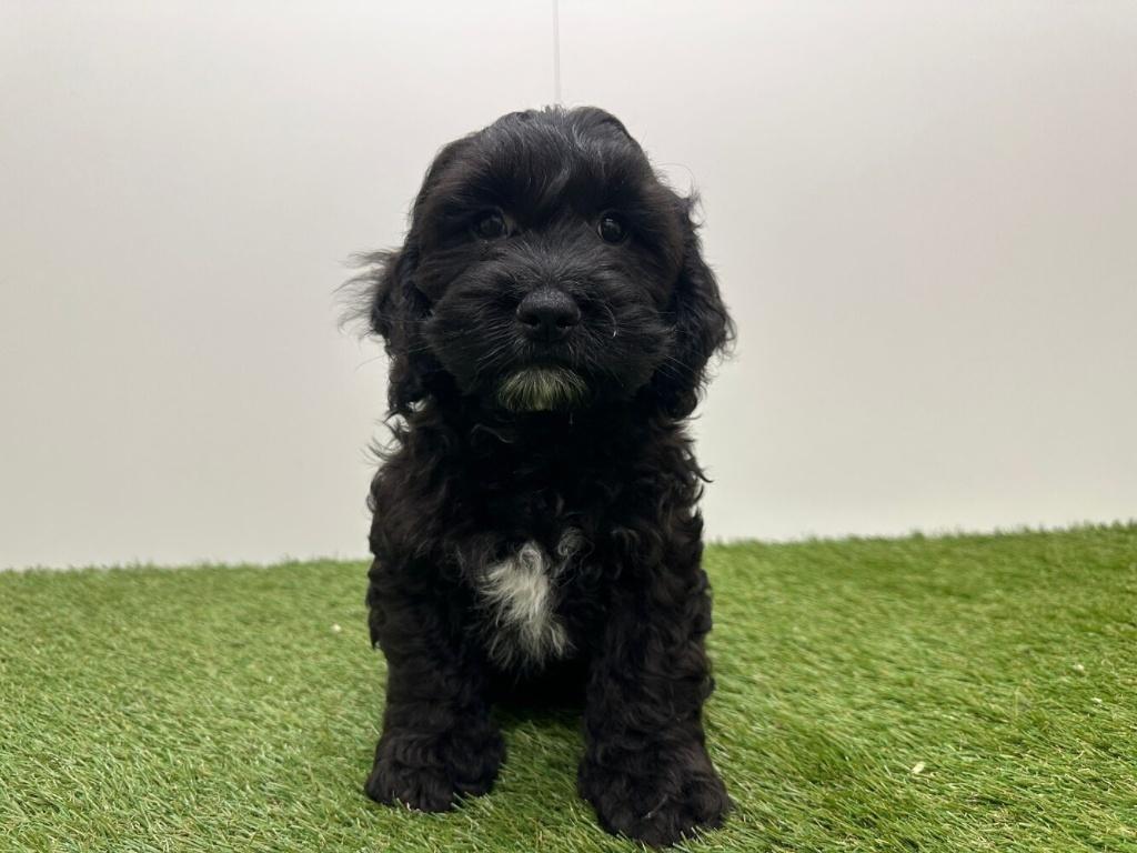 Cockapoo pups - Amerikaanse cocker spaniel & Dwergpoedel, Parvo, België, 8 tot 15 weken, Meerdere