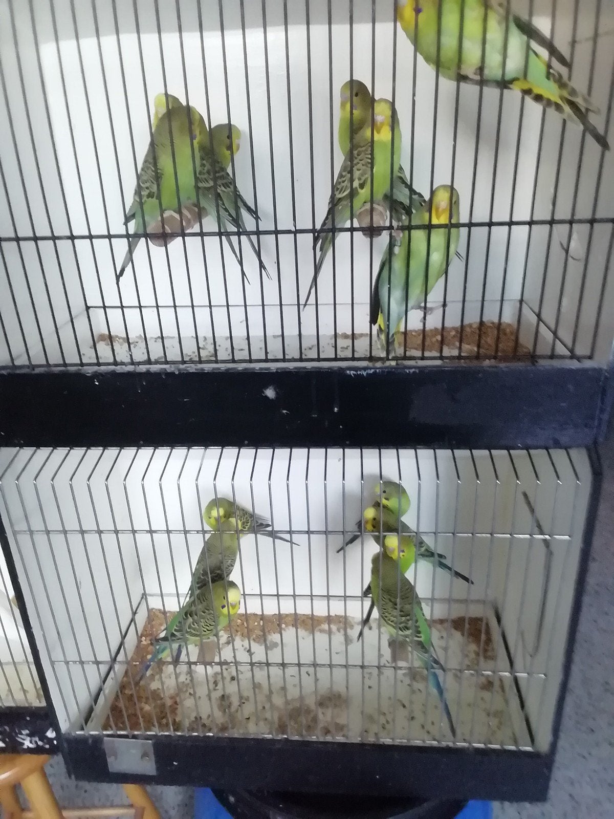 kleurgrasparkieten, Animaux & Accessoires, Oiseaux | Perruches & Perroquets
