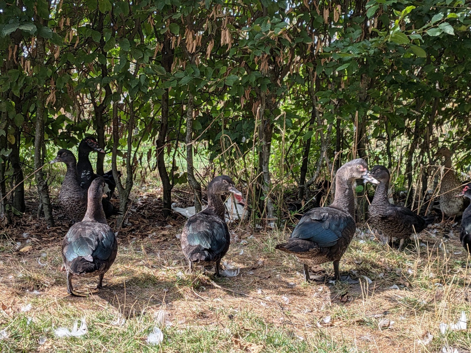 Wilde barbaries, Animaux & Accessoires, Volatiles, Plusieurs animaux, Canard