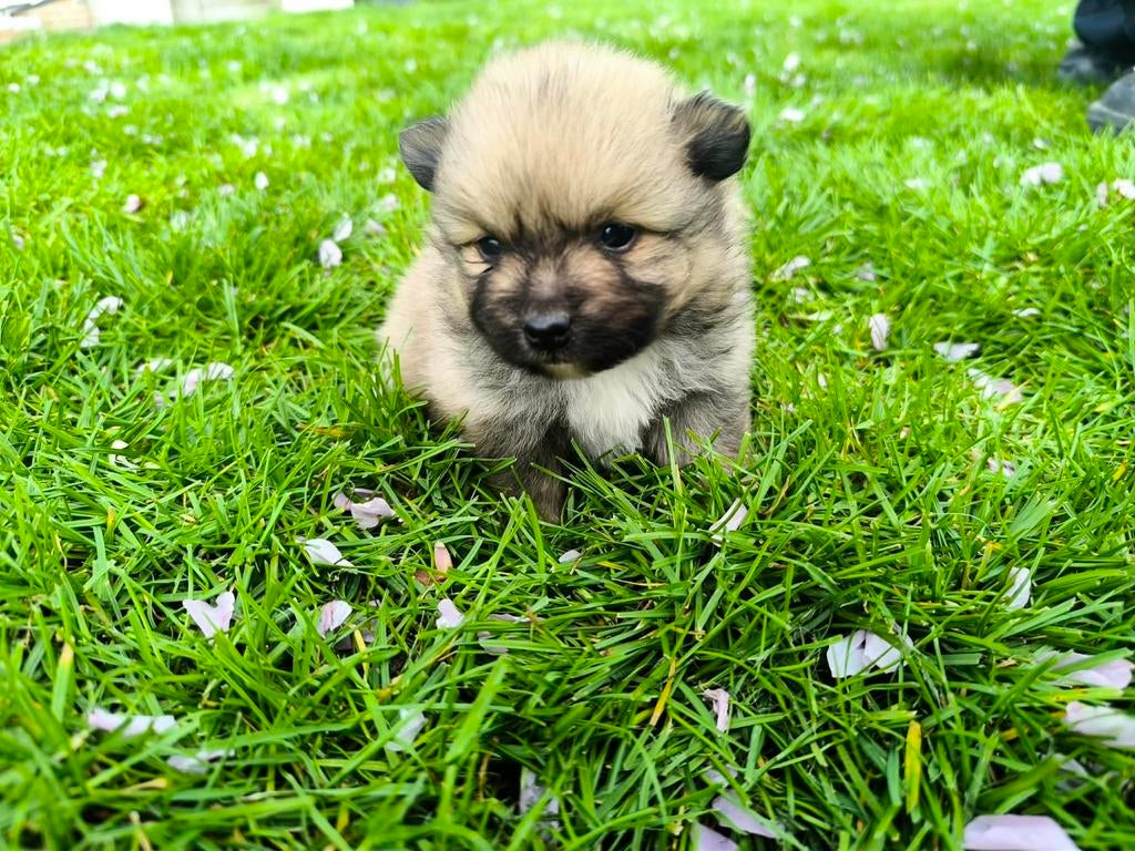 Dwergkees pups, Parvo, België, Overige rassen, 8 tot 15 weken