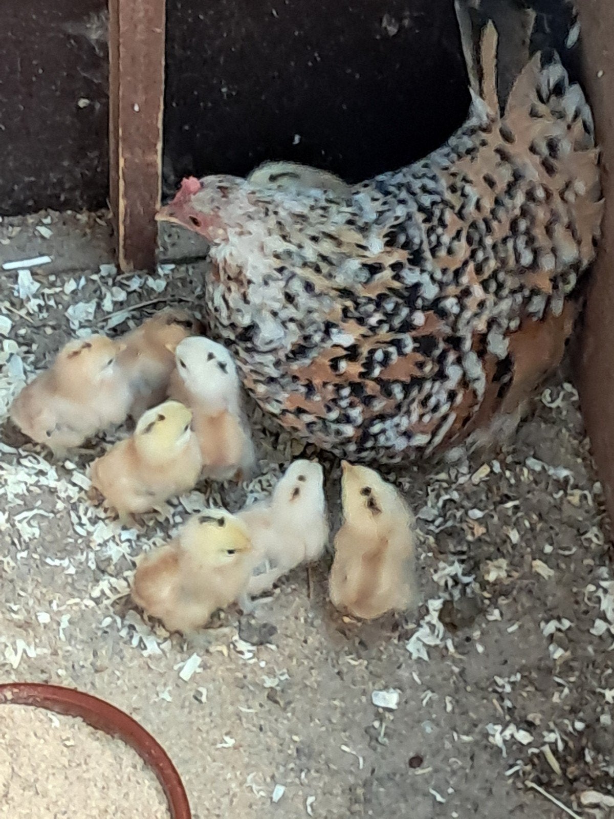 sabelpoot + kuikens, Dieren en Toebehoren, Pluimvee, Kip