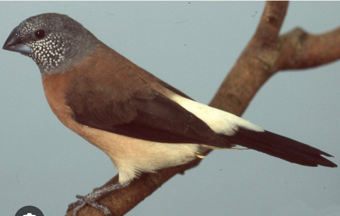 Parelhals amadine, Dieren en Toebehoren, Vogels | Overige Vogels, Meerdere dieren, Tropenvogel, Geringd