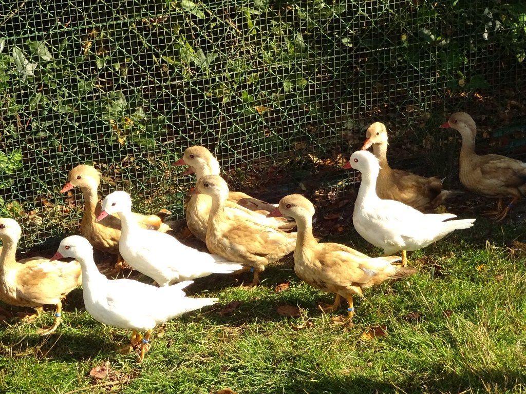 Blonde mandarijneenden, Meerdere dieren, Eend