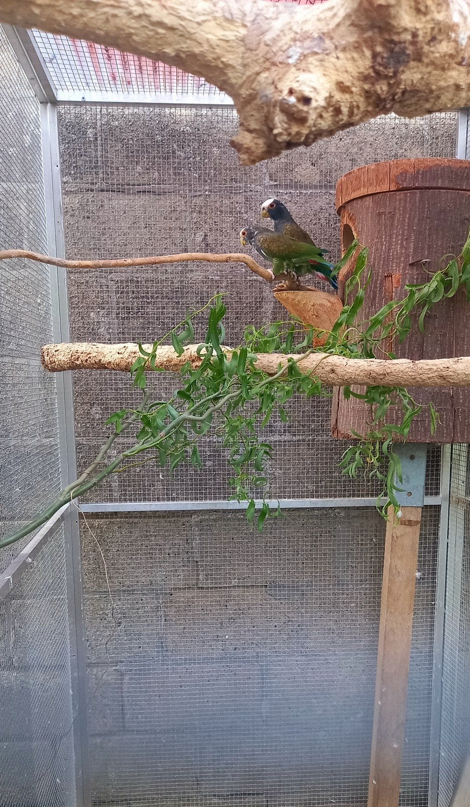 bébés pionus, Plusieurs animaux, Perroquet, Domestique