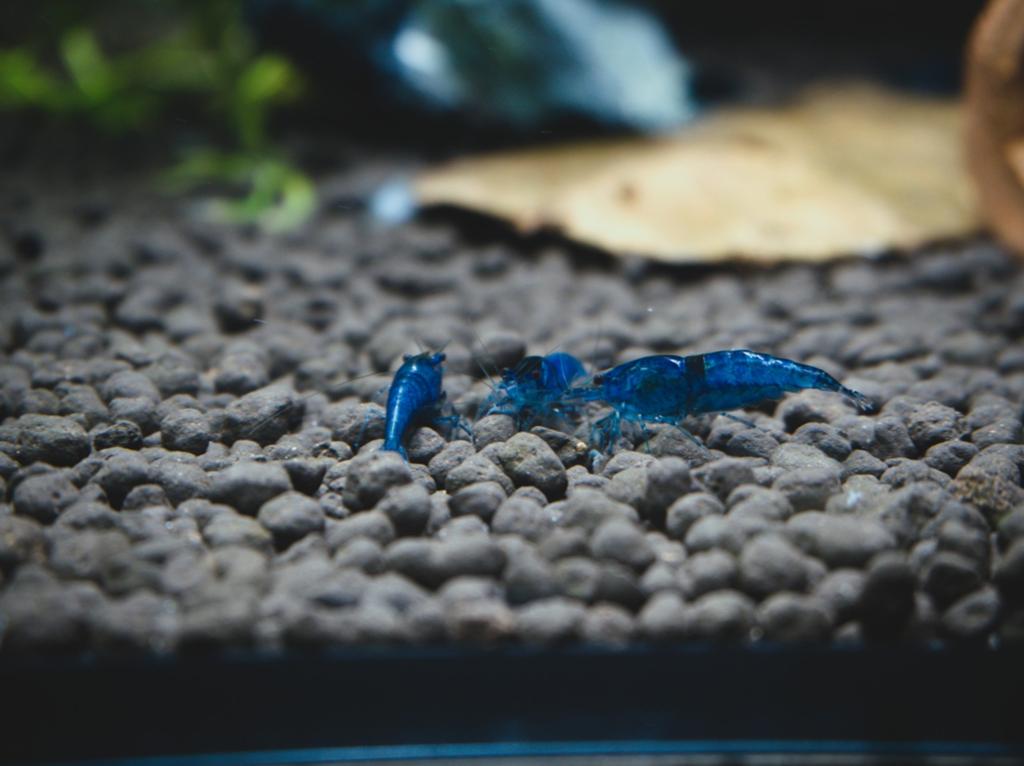 Blue dream neocaridina, Homard, Crabe ou Crevette