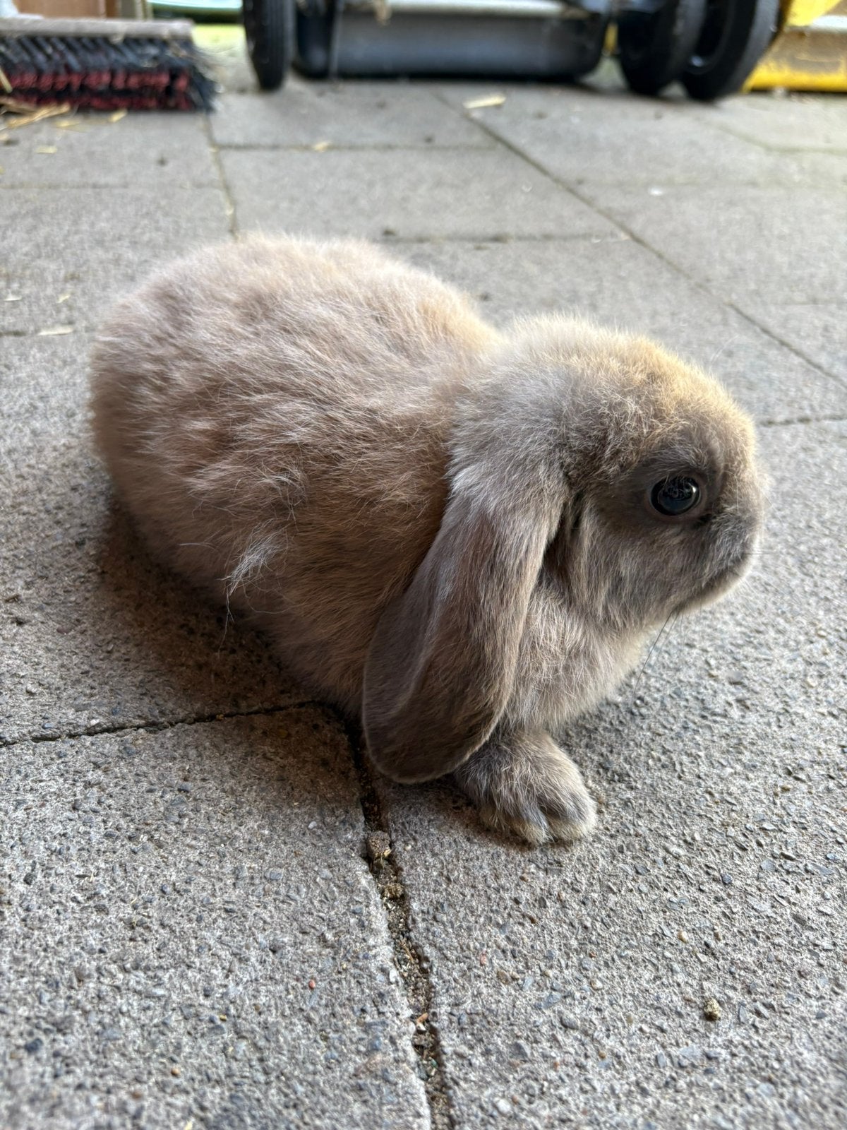 Dwergkonijntjes hangoortjes, Dieren en Toebehoren, Konijnen