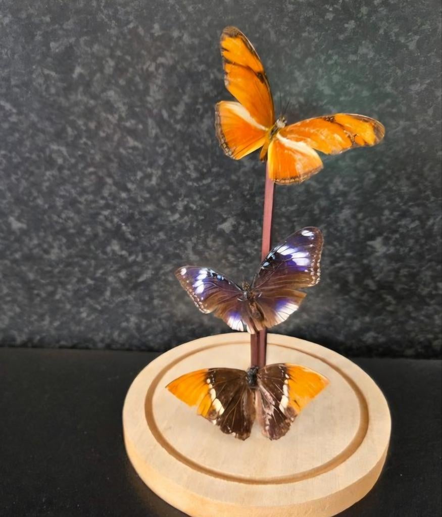 Assemblage complet de la taxidermie des papillons - Lépidopt, Enlèvement ou Envoi, Comme neuf