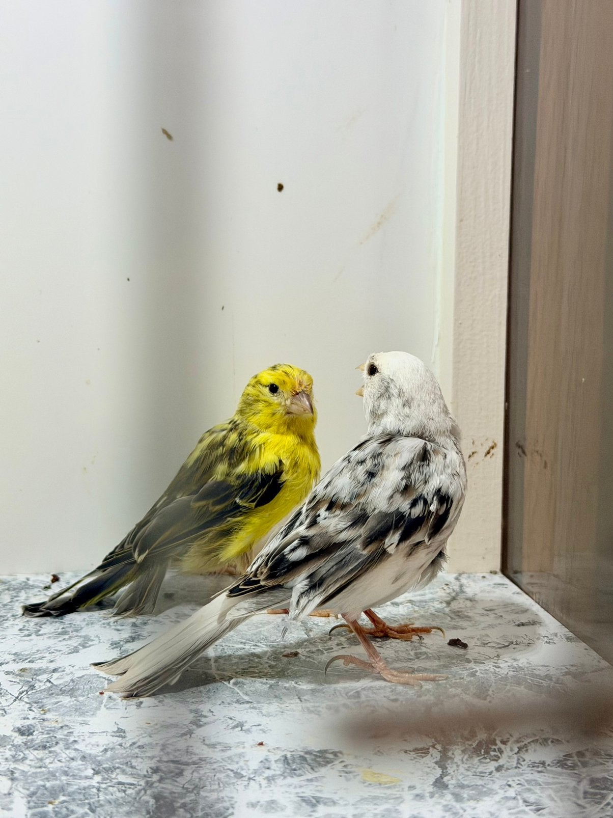 London fancy, Dieren en Toebehoren, Ophalen of Verzenden