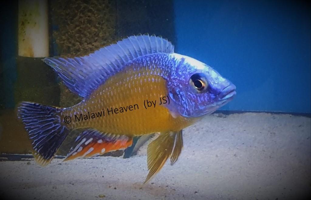 Protomelas Taiwan Reef malawi cichliden, Dieren en Toebehoren, Vissen | Aquariumvissen, Zoetwatervis, Vis, Schoolvis