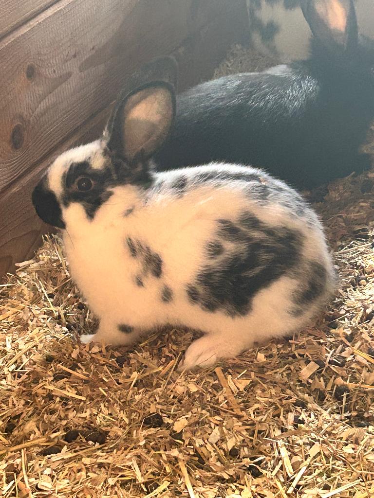 Vlaamse reus, Dieren en Toebehoren, Konijnen, Mannelijk, Groot, 0 tot 2 jaar
