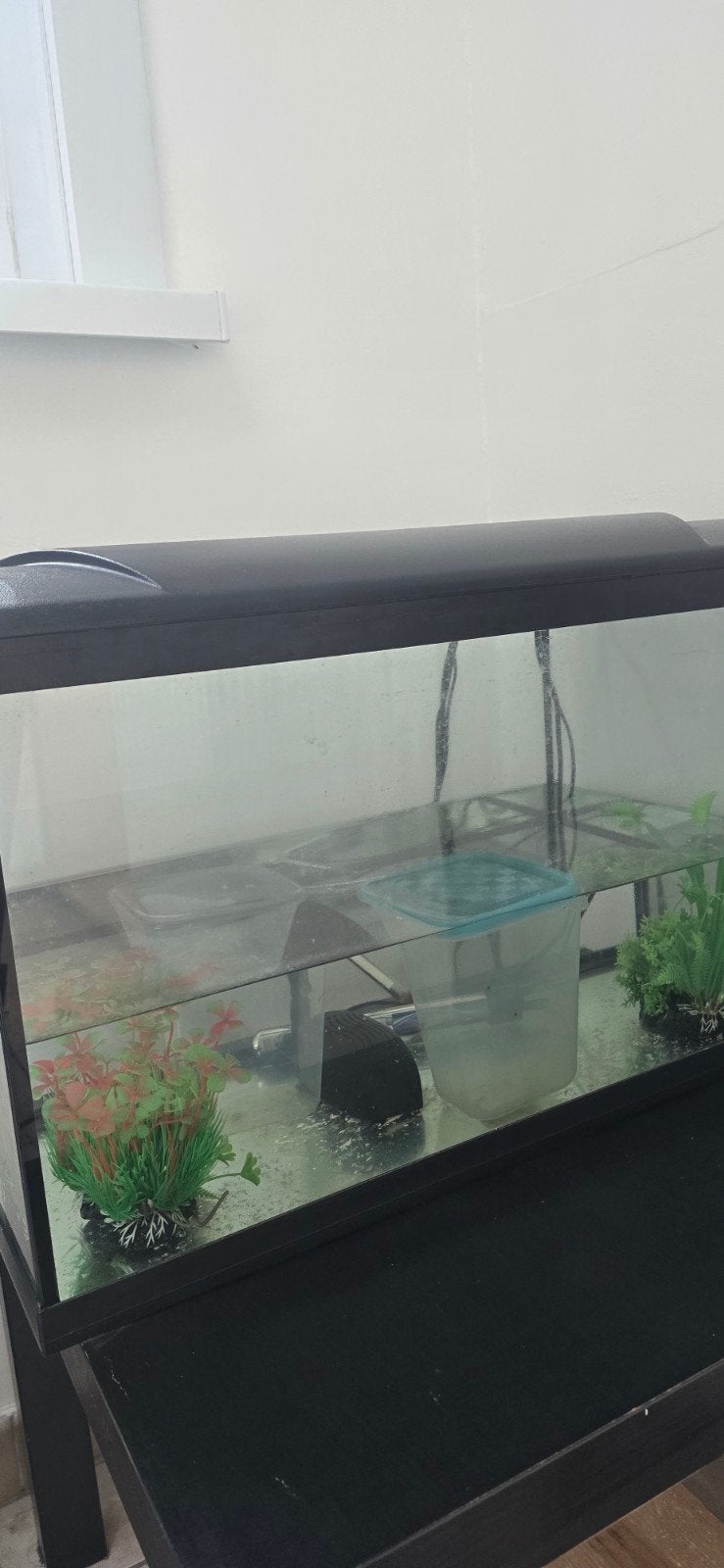 aquarium met schilpad gratis ophalen zo snel mogelijk, Dieren en Toebehoren, Ophalen
