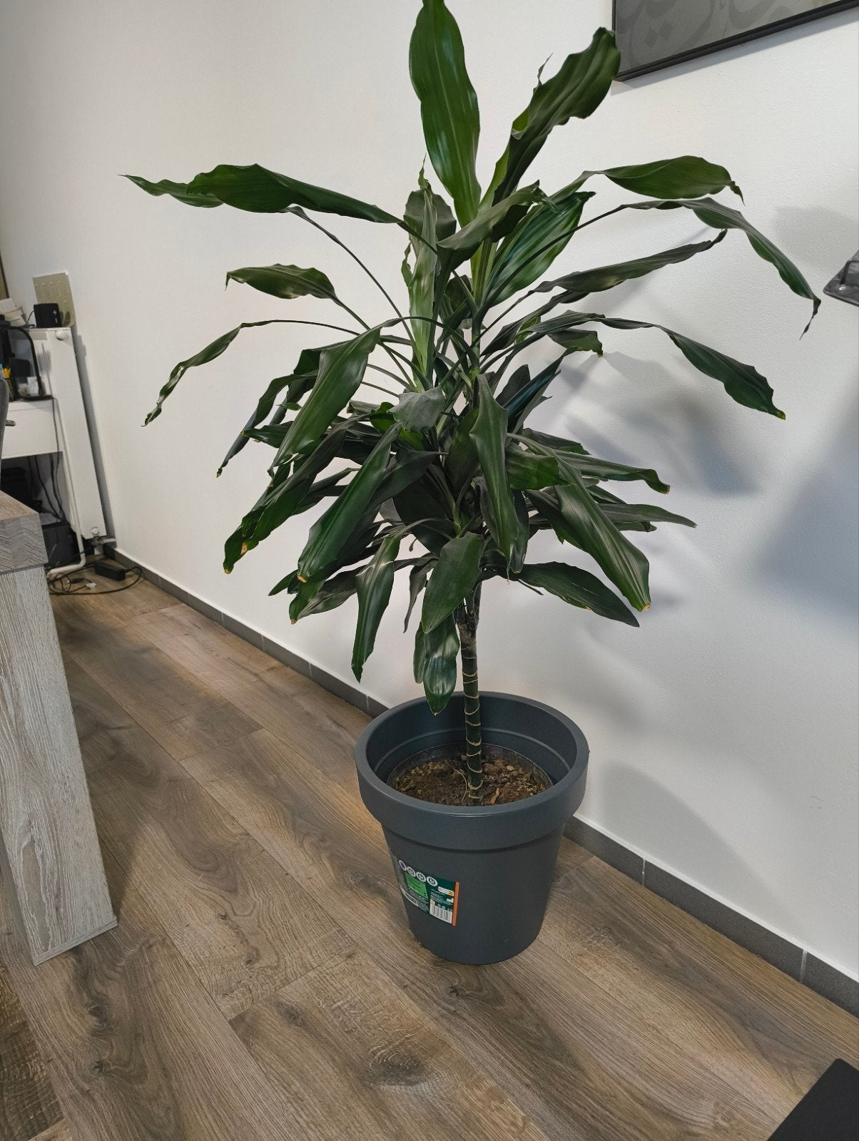 Kamerplant, Ophalen, 100 tot 150 cm, Halfschaduw, In pot