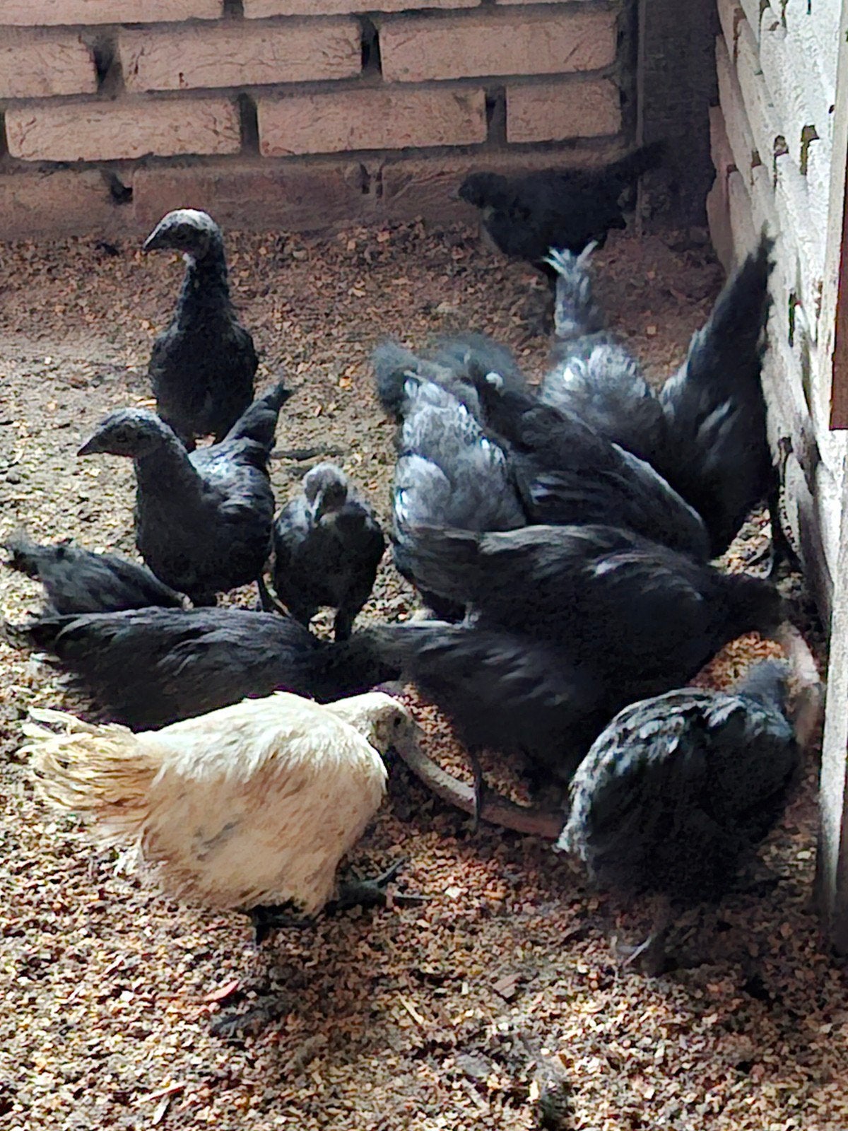 Ayam Cemani, Dieren en Toebehoren, Meerdere dieren, Kip