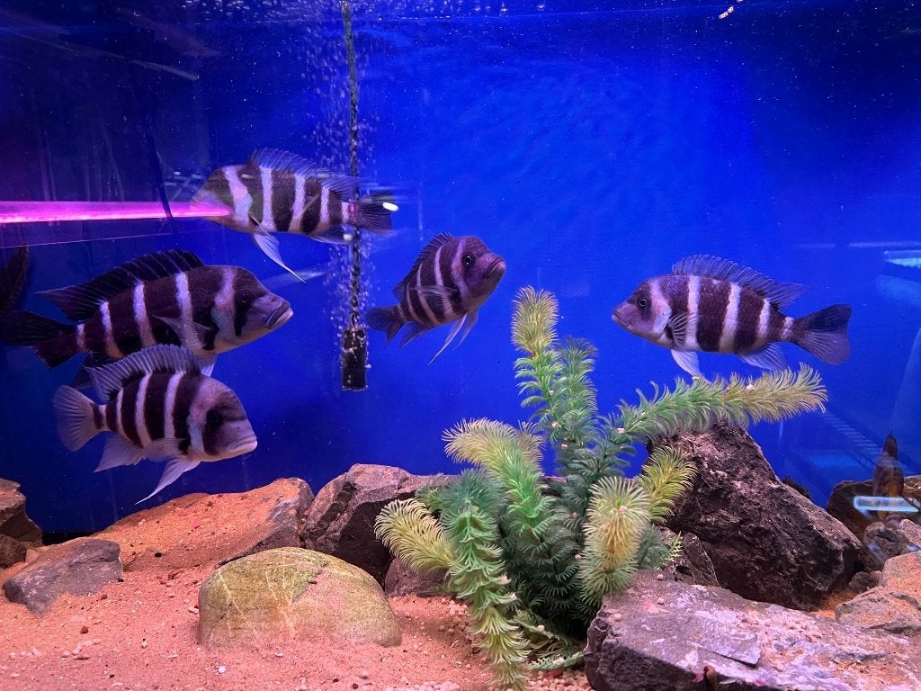Frontosa Blue Zaïre Moba 1M + 4V, Animaux & Accessoires, Poissons | Poissons d'aquarium, Poisson, Poisson d'eau douce