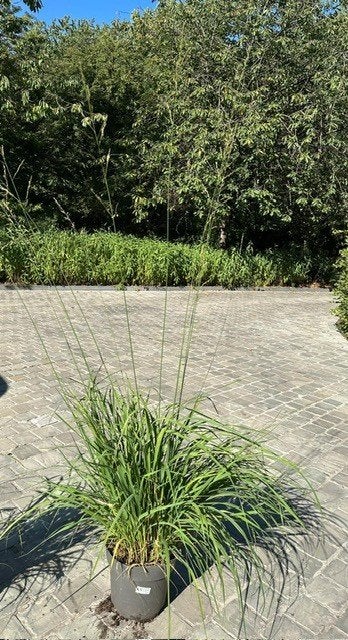 Grassen Molinia Arundinacea, Ophalen, Vaste plant, Siergrassen, Halfschaduw