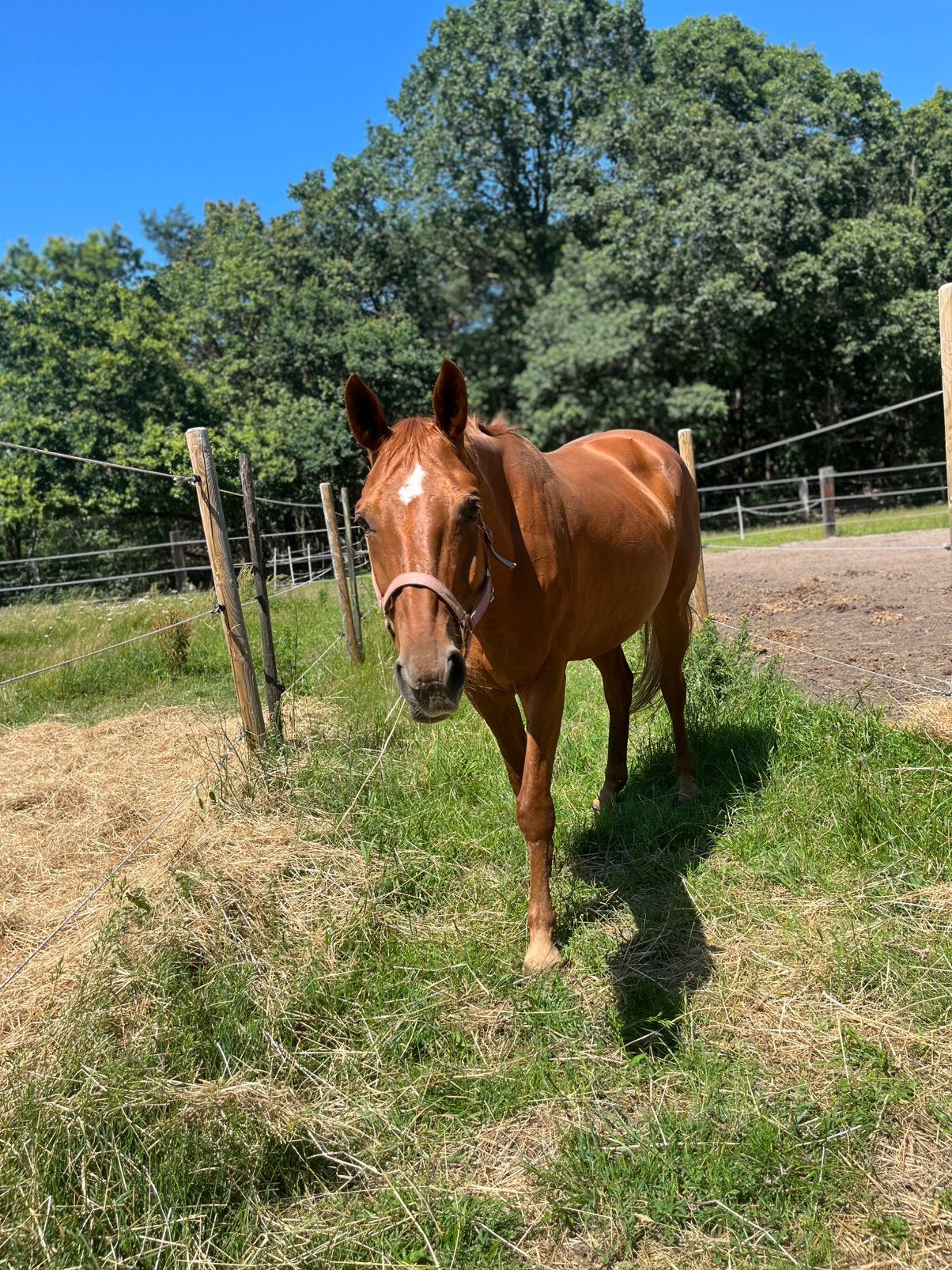 Talentvolle allrounder met gouden karakter, Animaux & Accessoires, Chevaux, Jument, B, 165 à 170 cm, 11 ans ou plus, Cheval de récréation