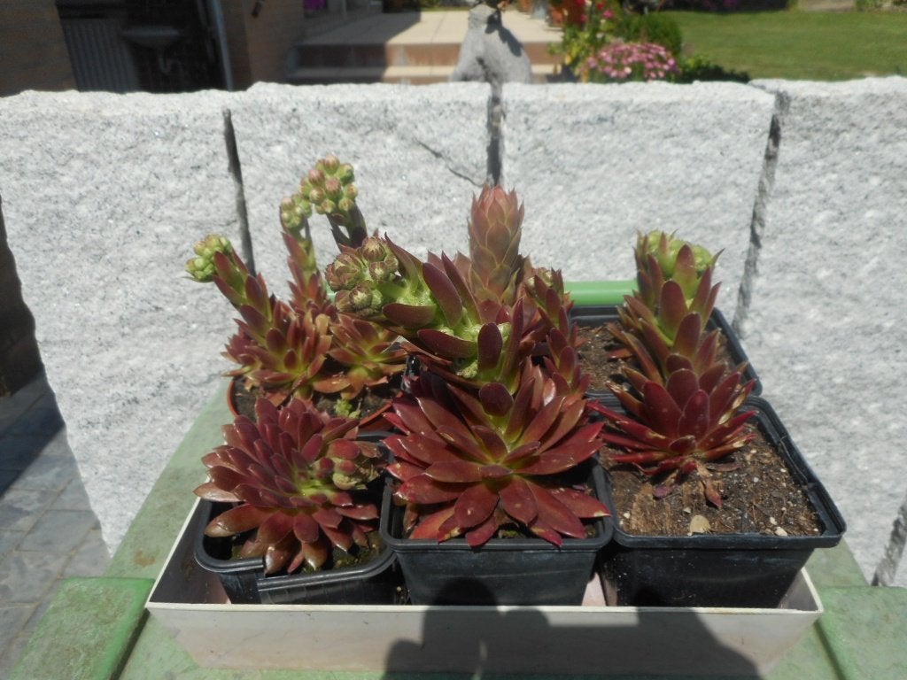 plantes, Plein soleil, Été, Plante fixe, Enlèvement ou Envoi