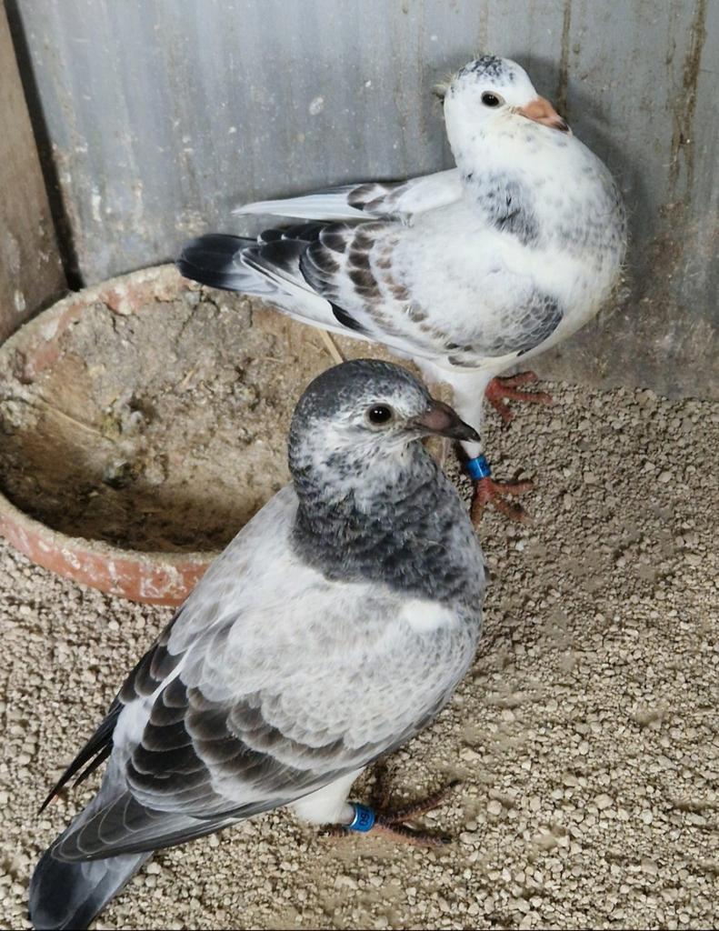 Reisduiven van bekende rassen, Dieren en Toebehoren, Vogels | Duiven, Geslacht onbekend, Postduif