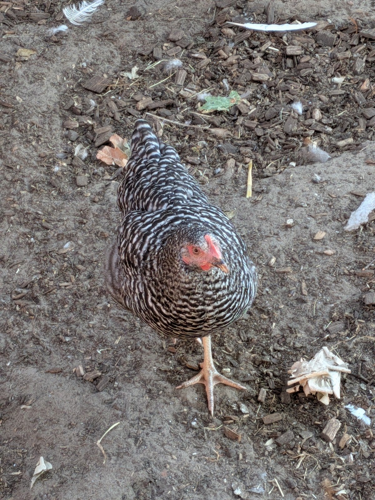 Legkippen, Dieren en Toebehoren, Pluimvee