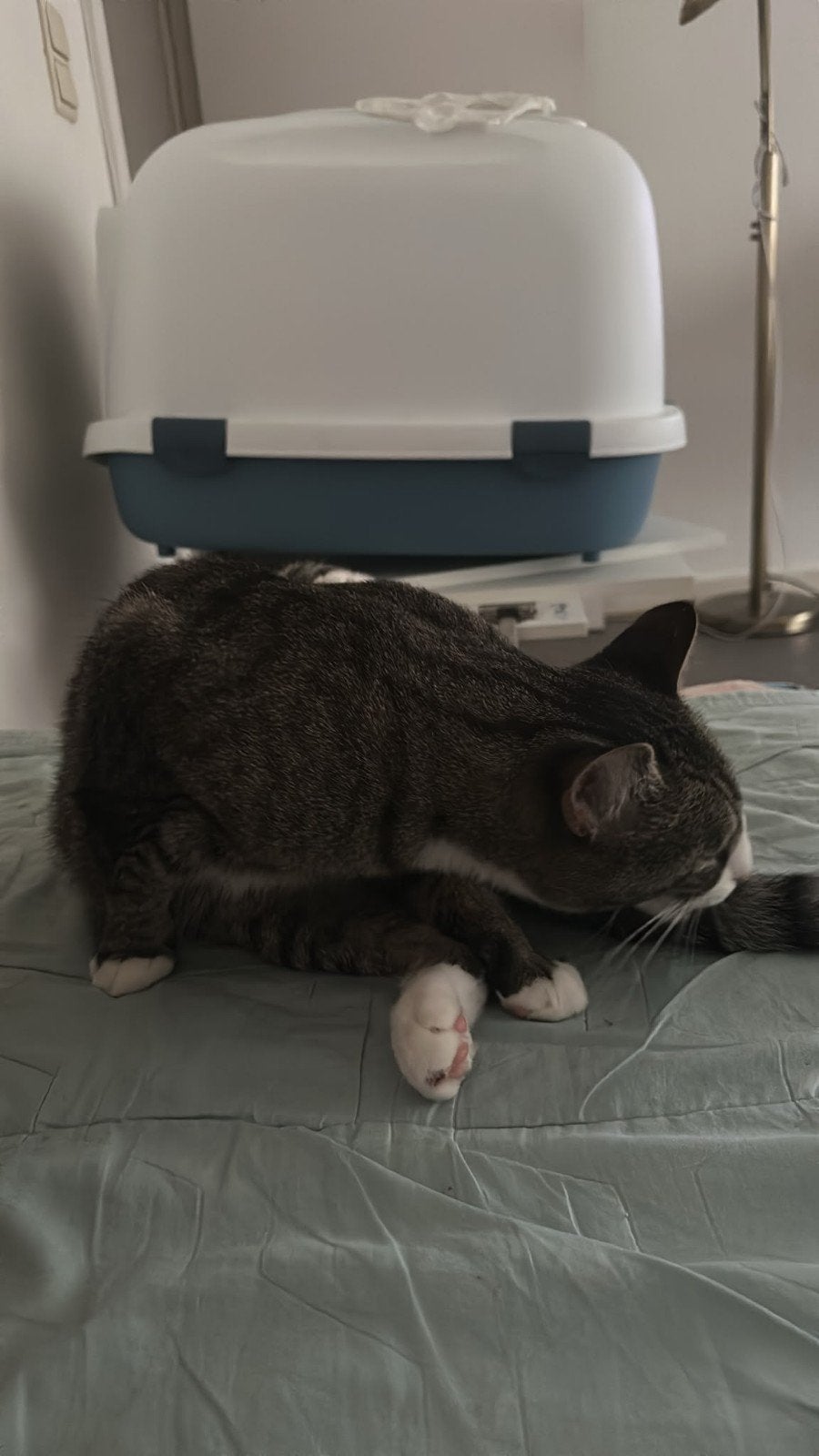 Kattenbak Groote Formaat, Ophalen