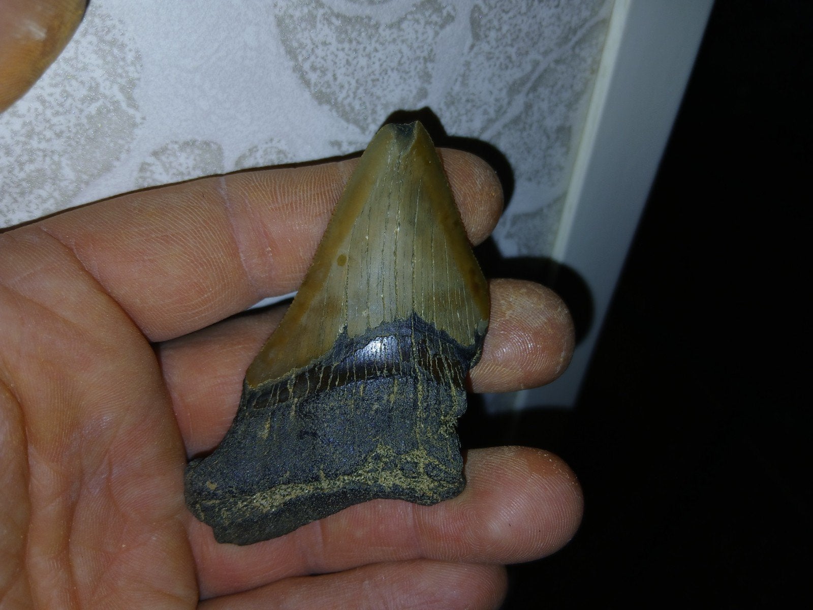 Megalodon tand, Ophalen of Verzenden