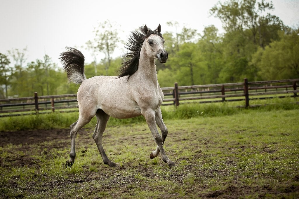 Étalon pur-sang arabe, Animaux & Accessoires, Chevaux, Étalon, Ne s'applique pas, 0 à 2 ans, Avec pedigree, Avec puce électronique