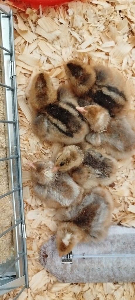 Haantjes cream legbar 04-03 geboren, Dieren en Toebehoren, Mannelijk, Kip