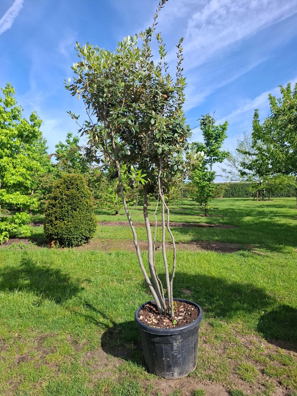 quercus, Jardin & Terrasse, Enlèvement