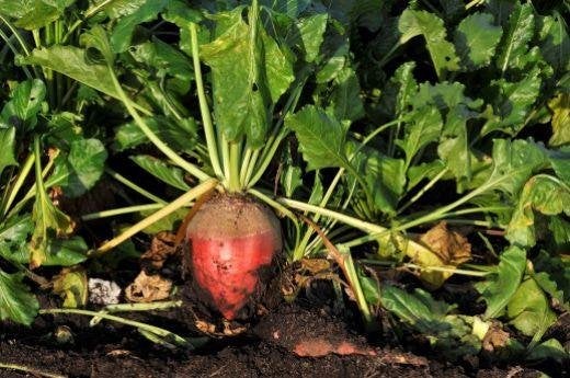 Mooie handgerooide voederbieten te koop., Ophalen of Verzenden